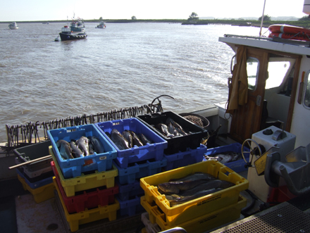 Our fight for the fish in our seas – our journey into sustainability